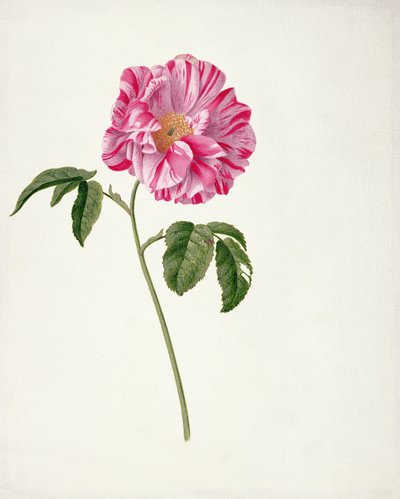 Rosa gallica versicolour (Rosa mundi) de Pieter Withoos